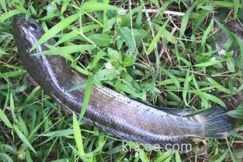 线鳢是什么鱼？_2