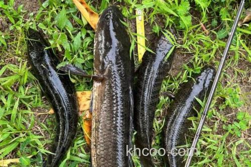 线鳢是什么鱼？_3