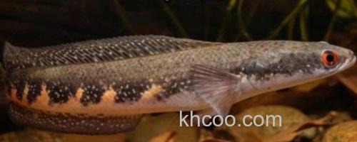 眼鳢是什么鱼？_0