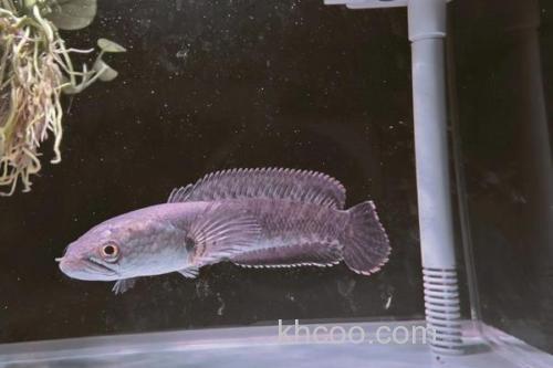 眼鳢是什么鱼？_2