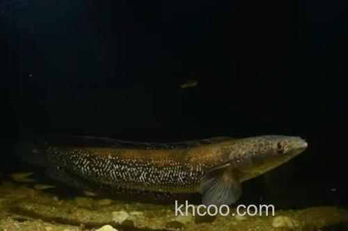 眼鳢是什么鱼？_3