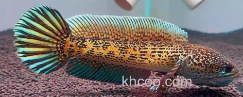 橙斑鳢是什么鱼？_0