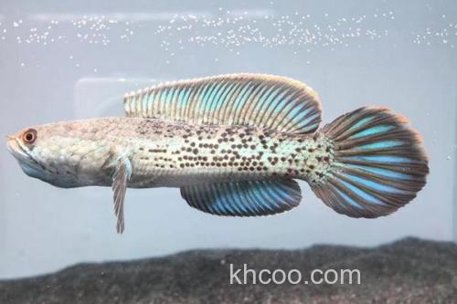 橙斑鳢是什么鱼？_2