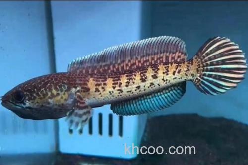 橙斑鳢是什么鱼？_3