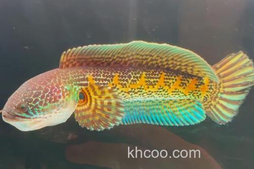 橙斑鳢是什么鱼？_1