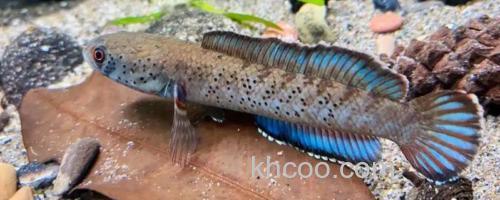 条纹鳢是什么鱼？_0