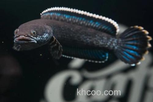 条纹鳢是什么鱼？_1