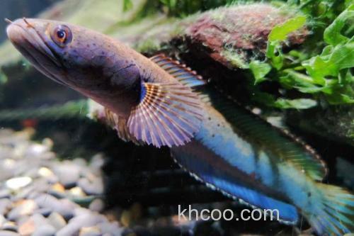 条纹鳢是什么鱼？_2