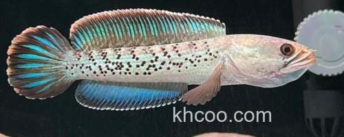 斯氏鳢是什么鱼？_0