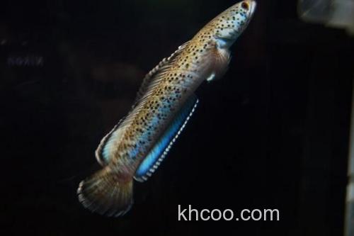 条纹鳢是什么鱼？_3