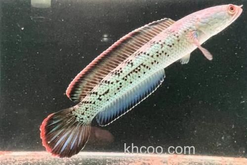 斯氏鳢是什么鱼？_1