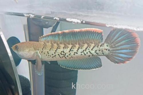 斯氏鳢是什么鱼？_2