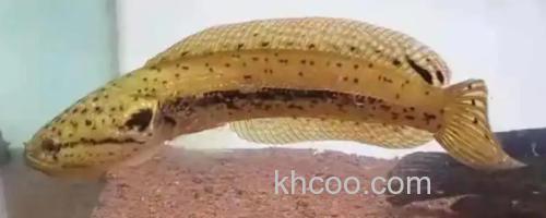 斑卡鳢是什么鱼？_0