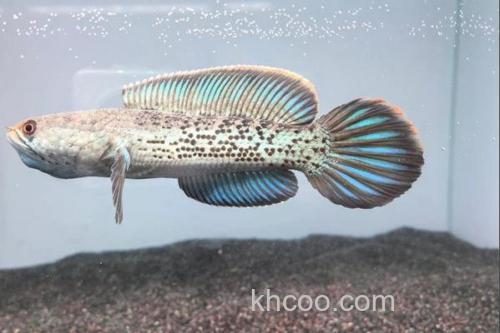 斯氏鳢是什么鱼？_3