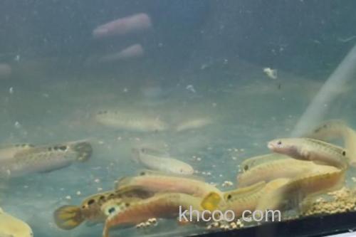 斑卡鳢是什么鱼？_1