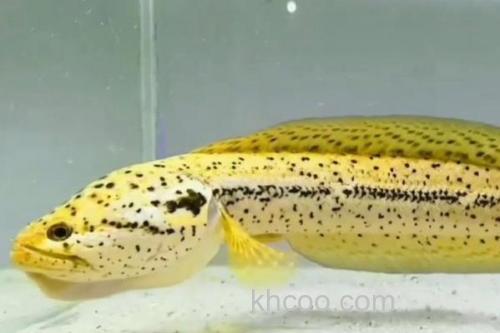 斑卡鳢是什么鱼？_2