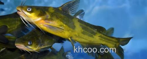 岔尾黄颡鱼是什么鱼？_0