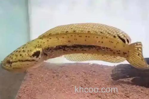 斑卡鳢是什么鱼？_3