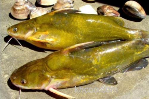 岔尾黄颡鱼是什么鱼？_1