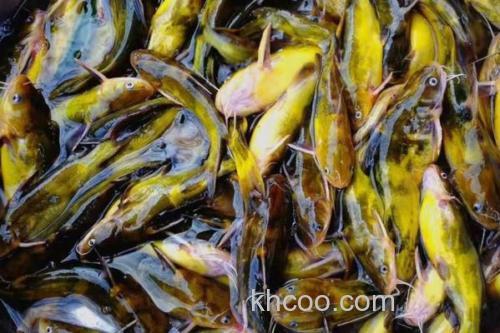 岔尾黄颡鱼是什么鱼？_2