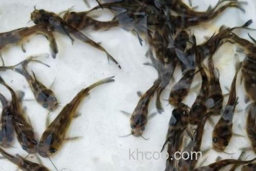 岔尾黄颡鱼是什么鱼？_3