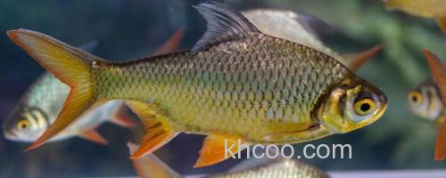 黄金鲫是野生的吗？_0