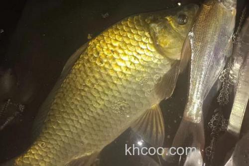黄金鲫是野生的吗？_1