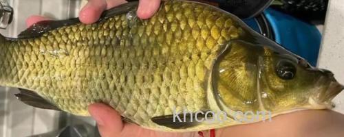 黄金鲫是什么鱼？_0