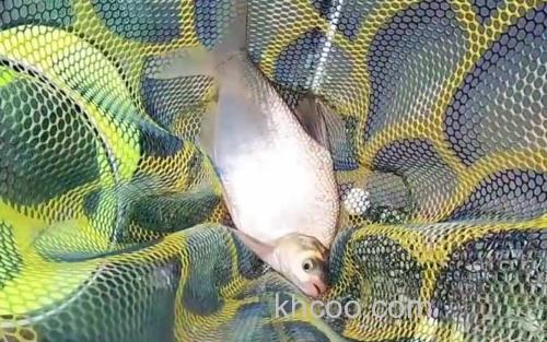 钓鳊鱼_0