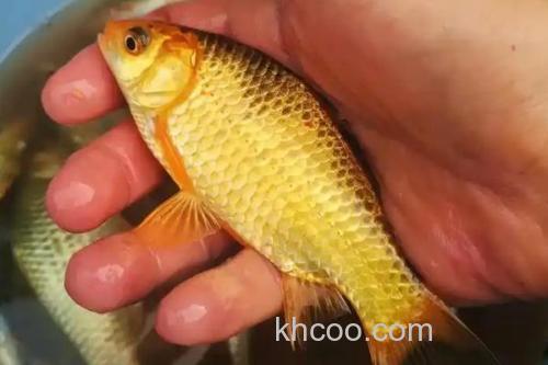 黄金鲫是什么鱼？_1