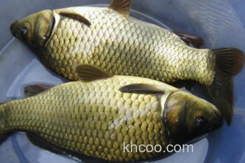 黄金鲫是什么鱼？_3