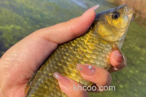 黄金鲫是什么鱼？_2