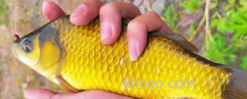 钓黄金鲫饵料配方大全_0