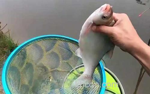 钓鳊鱼_2