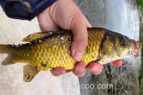 钓黄金鲫饵料配方大全_1