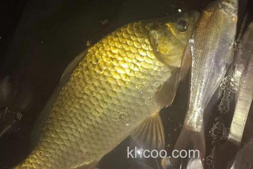 钓黄金鲫饵料配方大全_2