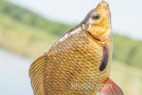 钓黄金鲫饵料配方大全_4