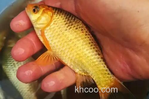 钓黄金鲫饵料配方大全_3