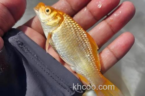 钓黄金鲫用多大的线组？_1