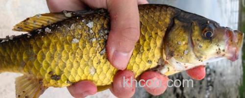 钓黄金鲫用多大的线组？_0