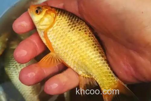 钓黄金鲫用多大的线组？_2