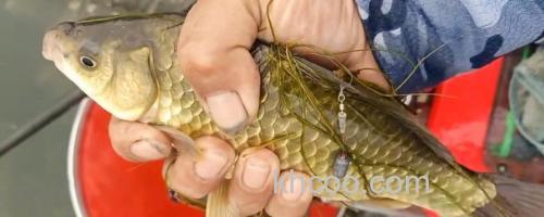 钓黄金鲫用几号鱼钩？_0