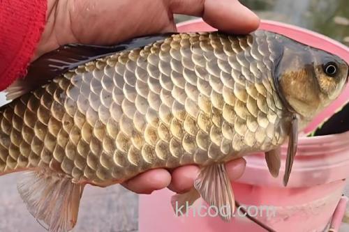 钓黄金鲫用几号鱼钩？_1