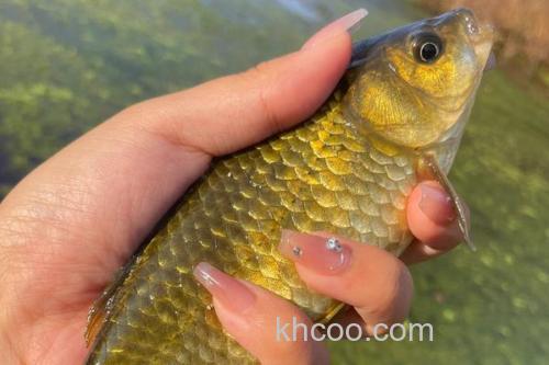 钓黄金鲫用多大的线组？_3