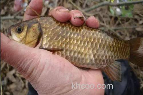 钓黄金鲫用几号鱼钩？_3