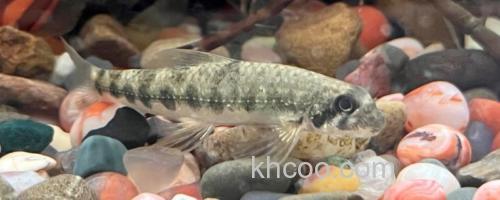 饰鳍鳢是什么鱼？_0