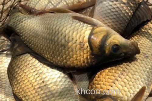 钓黄金鲫用几号鱼钩？_2