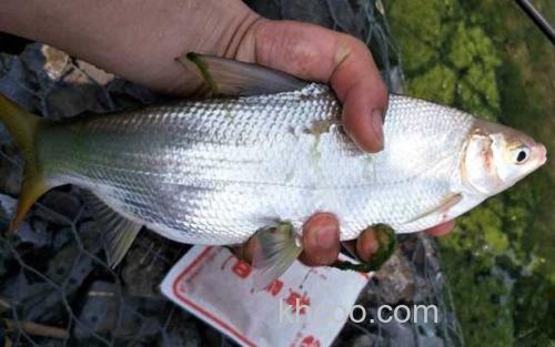 钓黄尾鱼_0