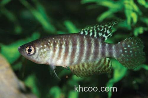 饰鳍鳢是什么鱼？_3