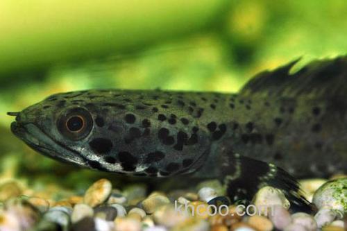 饰鳍鳢是什么鱼？_1